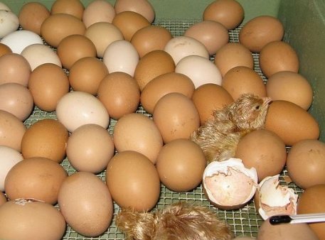 Инкубация яиц цесарки