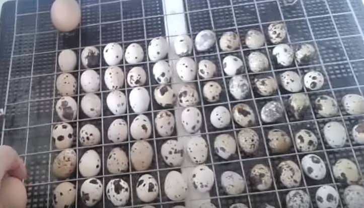 Перепела в инкубаторе