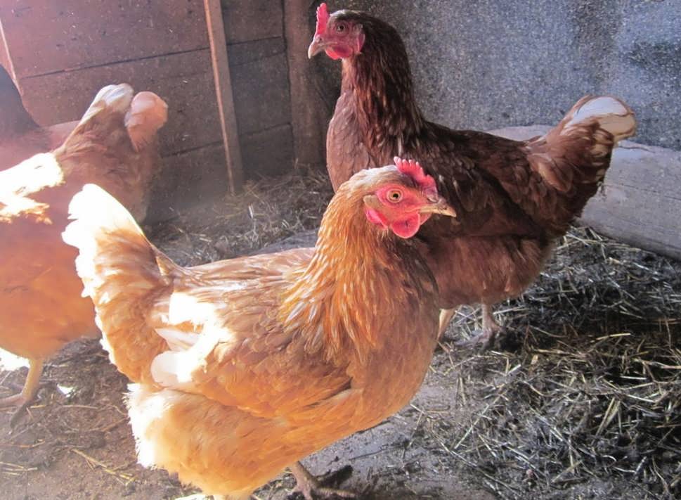 Куры перестали нестись