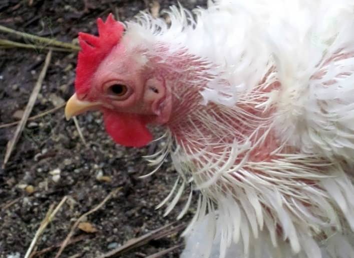 Линька у курс несушек