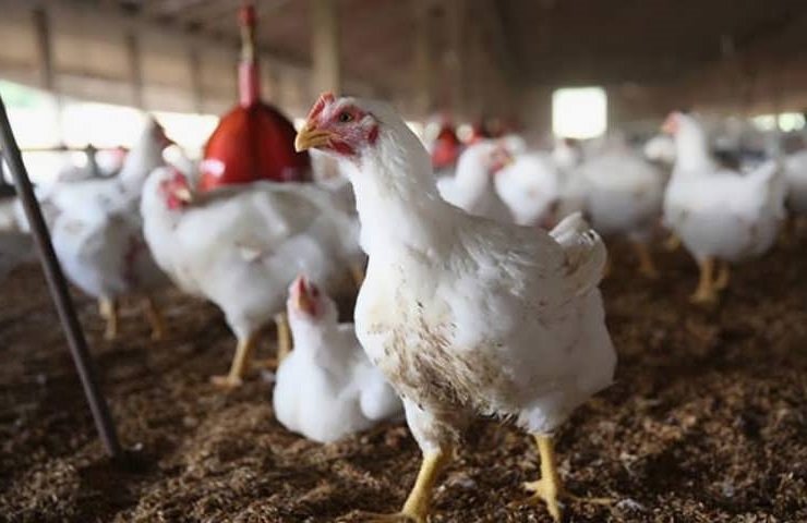 Как и чем кормить цыплят бройлеров