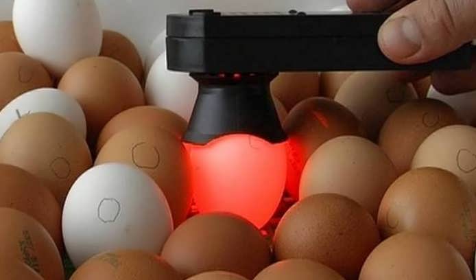 Овоскоп своими руками