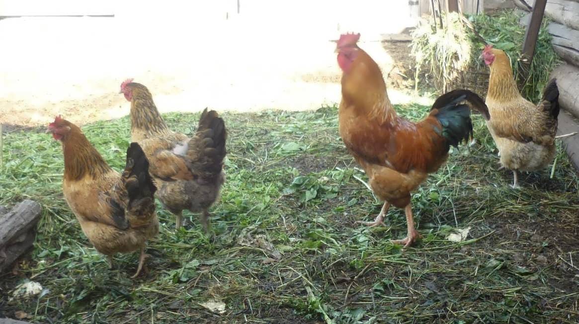 Когда начинают нестись куры молодки несушки