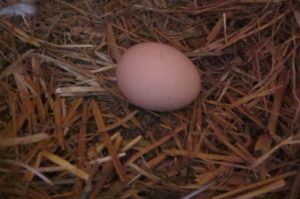Куриное яйцо в гнезде