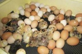 Інкубація курячих яєць