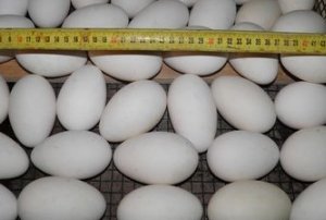 Table of incubation of goose eggs