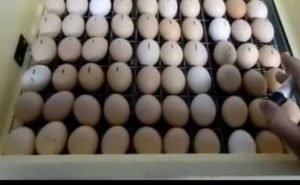 Яйця в інкубаторі