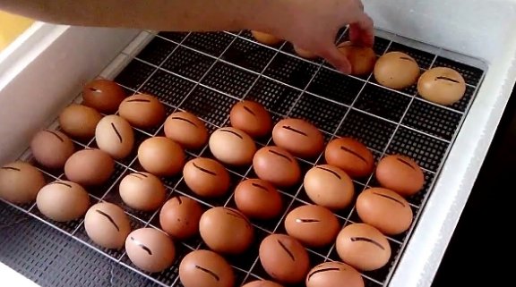 Переворачивание яиц
