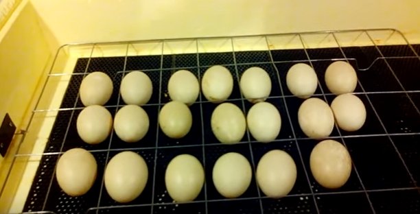 Eggs in an incubator