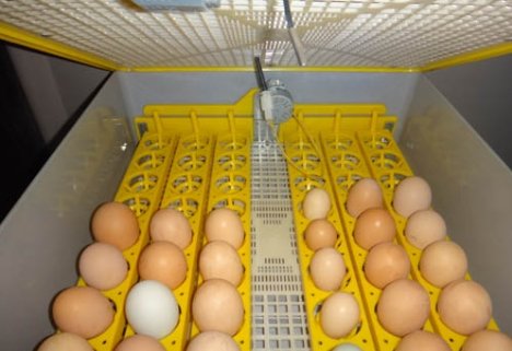 Как закладывать яйца в инкубатор