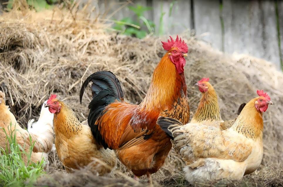How to increase egg production in laying hens