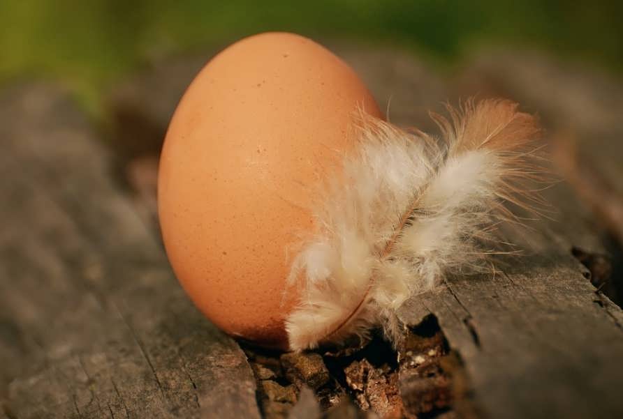 Как узнать оплодотворенное яйцо или нет
