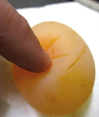 Chicken egg without shell