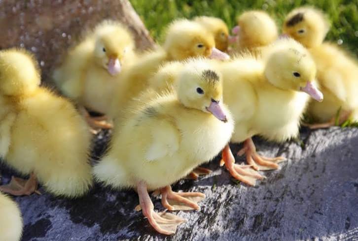 Growing mulard ducks