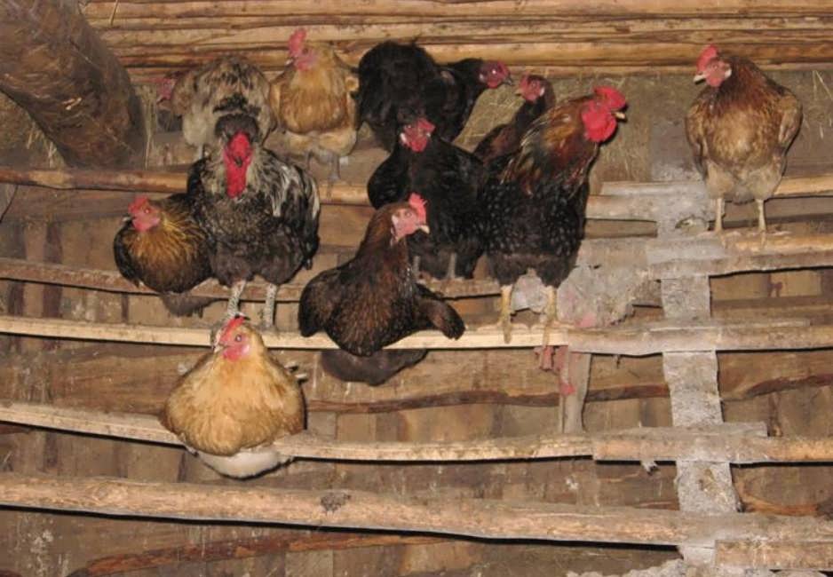 do-it-yourself perches for laying hens